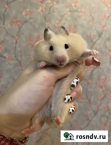 Сирийский хомяк с клеткой Калуга - изображение 1