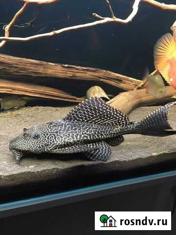 Птерегаплихт сом парчёвый Казань - изображение 1