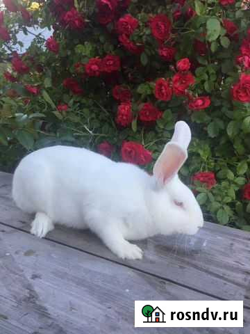 Кролики Белый Панон Санкт-Петербург - изображение 1
