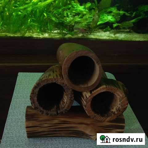 Коряга Дупло Камышин - изображение 1