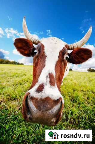 Корова Гостагаевская - изображение 1