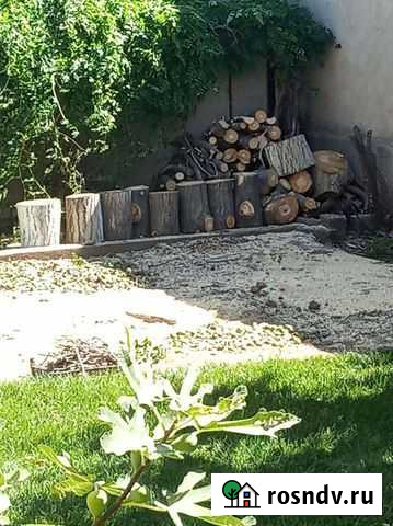 Вырубка деревьев Махачкала.каспийск Махачкала - изображение 1