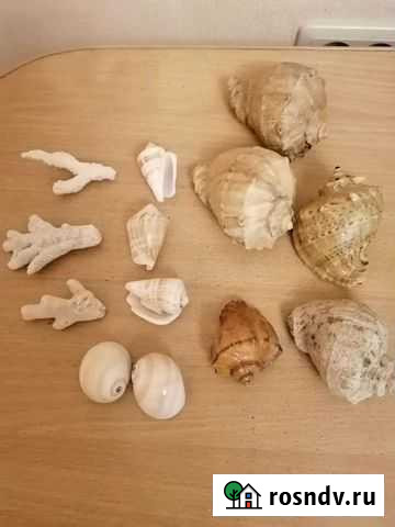 Ракушки для аквариума Миасс - изображение 1