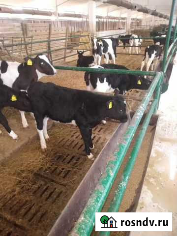 Телята бычки Лиски - изображение 1