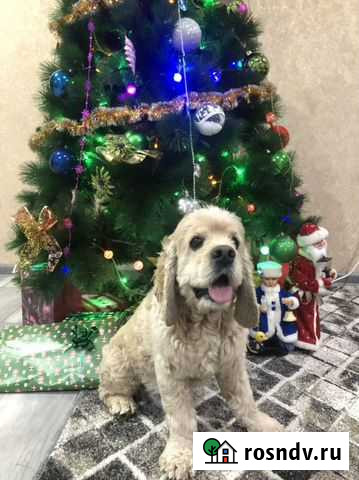 Вязка собак Прохладный - изображение 1