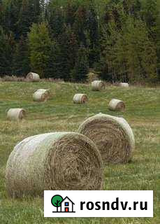Сено в тюках Бирюч - изображение 1