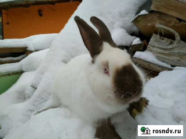 Чистопородные Кролики Самара - изображение 1