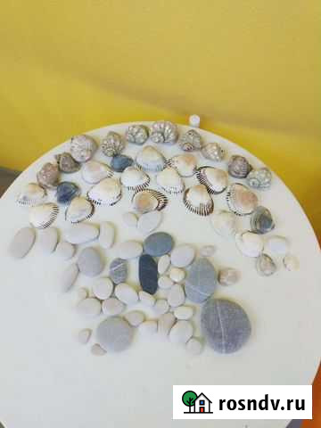 Ракушка и морские камушки для творчества Ярославль - изображение 1