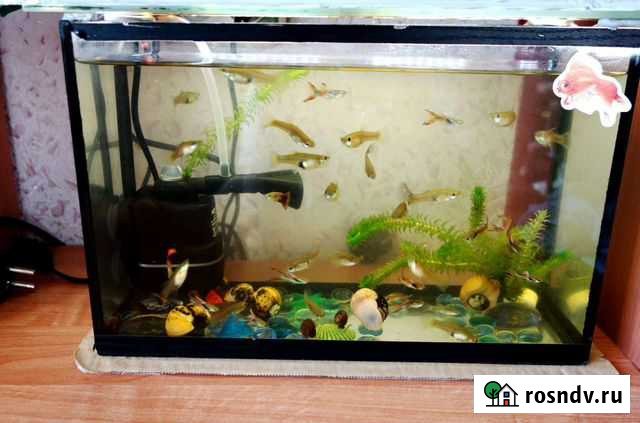 Рыбки гуппи Воронеж - изображение 1