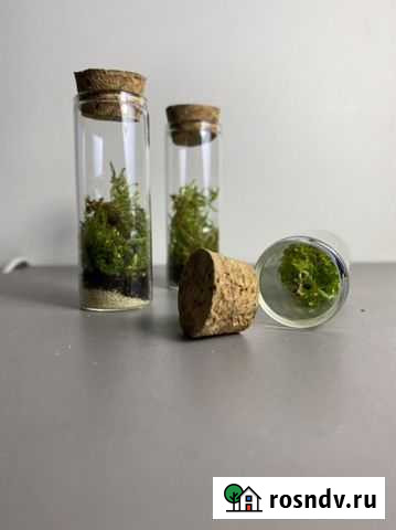 Мини палюдариум или террариум с живым мхом Москва - изображение 1