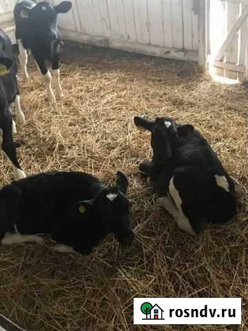 Крс телята Уруссу - изображение 1