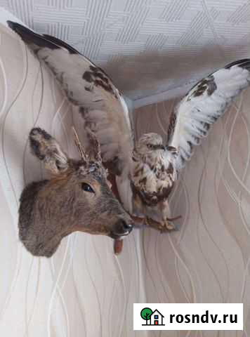 Чучела животных Тайтурка - изображение 1