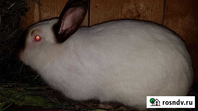 Кролики Ликино-Дулево - изображение 1