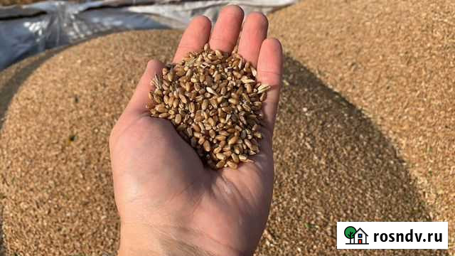 Пшеница Ялуторовск - изображение 1