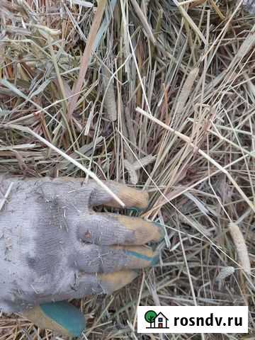 Сено Электросталь - изображение 1