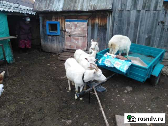 Коза Чистополь - изображение 1