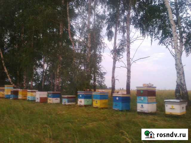 Мед Воронеж - изображение 1