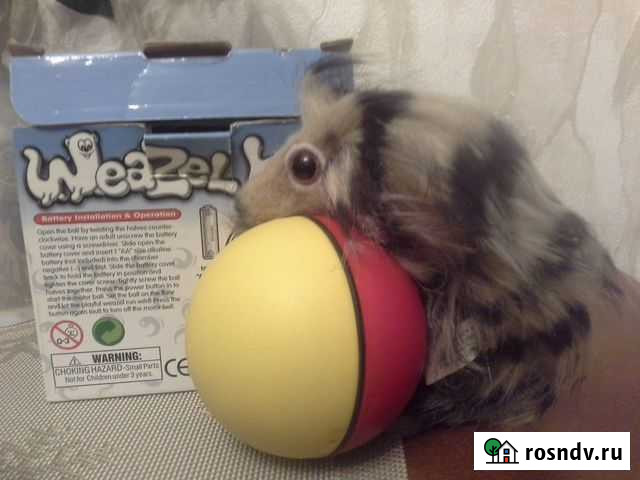 Енот-юла Ростов-на-Дону - изображение 1