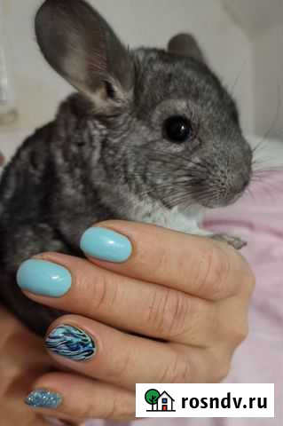 Щенки шиншиллы 3 мес Алупка - изображение 1