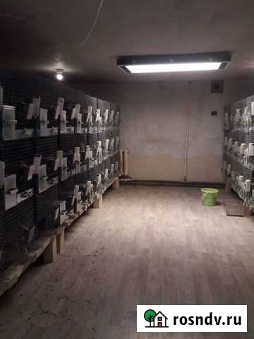 Шиншиллы Продам готовый бизнес Дорогобуж - изображение 1