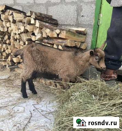 Коза чешская Белореченский - изображение 1