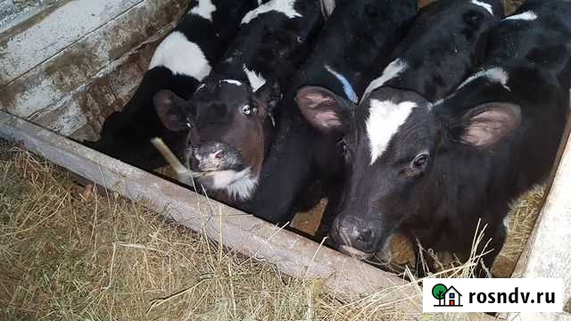 Бычки Телята элитные откорм Курганинск - изображение 1