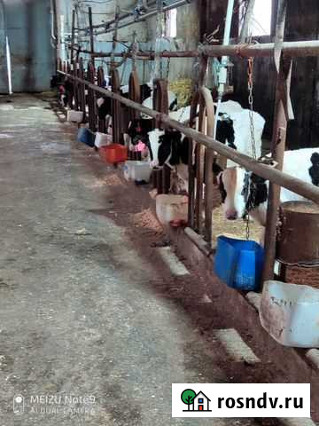 Телята, бычки, телочки, на откорм Ивня - изображение 1