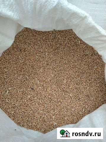 Пшеница, ячмень Ульяновск - изображение 1