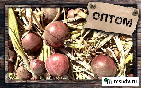 Лук оптом от кфх Тучково - изображение 1