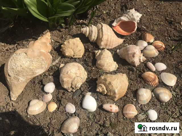 Ракушки рапаны Екатеринбург - изображение 1