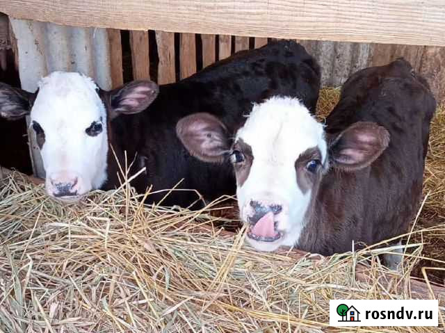 Бычки месячные Милютинская - изображение 1