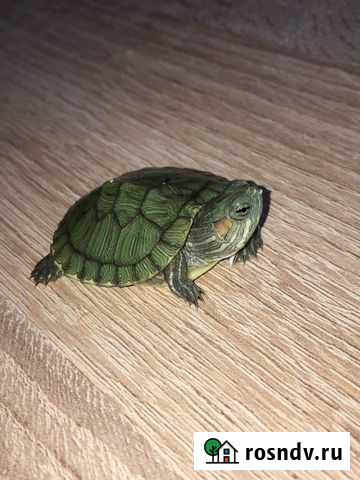 Черепашки Красноярск - изображение 1