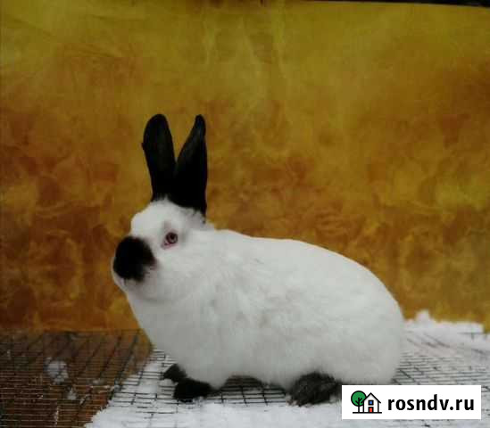 Кролики мясных пород Маршала Жукова - изображение 1