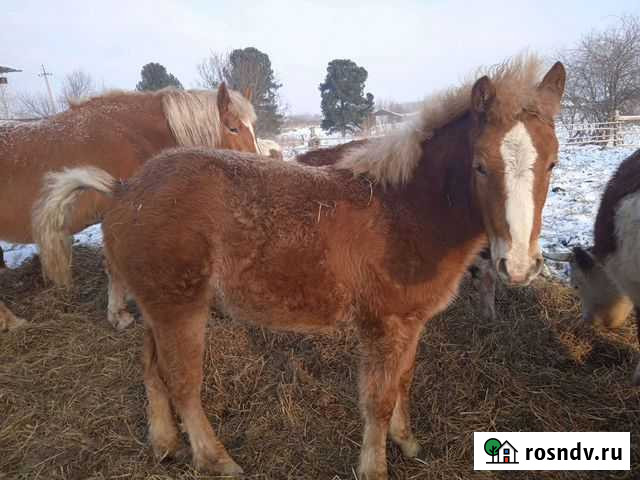 Продам Кобылку от хороших коней Томск - изображение 1
