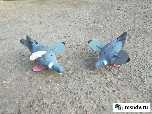 Чучела Голубей махокрыл Краснодар - изображение 1