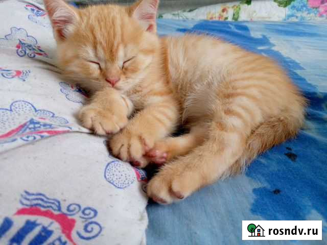 Присмотр за домашними кошками Череповец - изображение 1