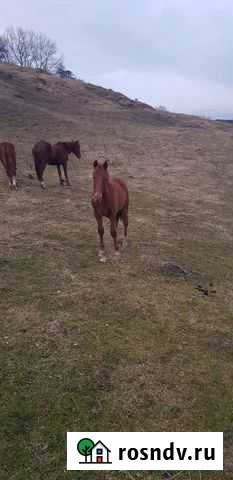 Лошадь Лабинск - изображение 1