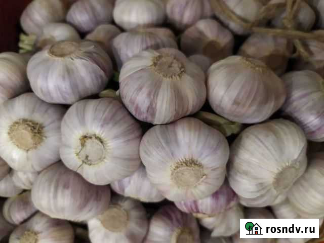 Чеснок яровой Красноярск - изображение 1