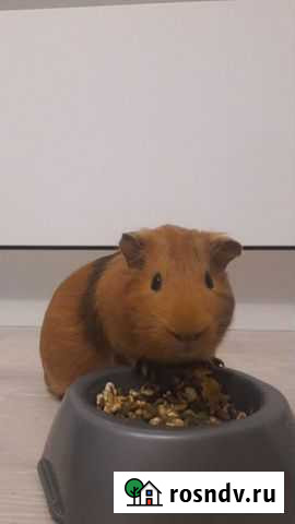 Морская свинка мальчик для вязки Томск - изображение 1