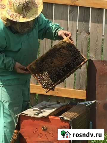 Пчелы Егорьевск - изображение 1