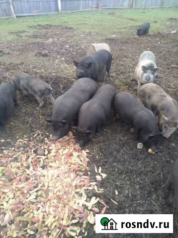 Вьетнамск вислобрюхий поросенок Губаха - изображение 1