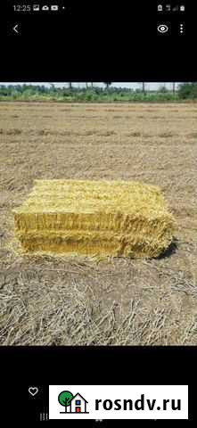 Солома ячменная,гороховая тюк до 100кг д Переясловская - изображение 1