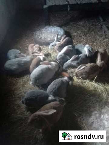 Кролики Салават - изображение 1