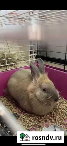 Декоративный кролик Калининград - изображение 1