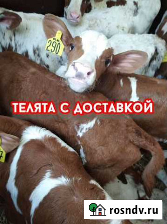 Телята бычки телочки с доставкой Клин - изображение 1