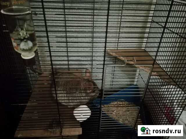 Шиншилла+клетка Авсюнино - изображение 1