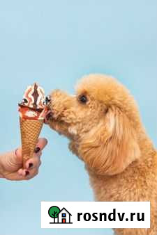 Лакомства для собак Сергиев Посад - изображение 1