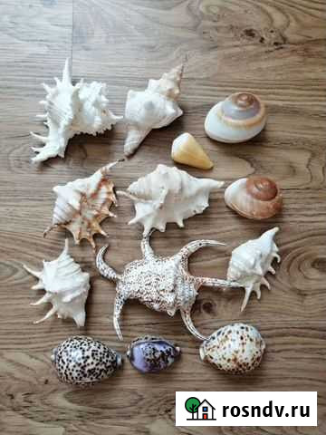 Ракушки большие Новороссийск - изображение 1