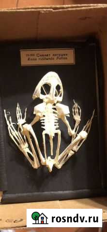 Скелеты Владивосток - изображение 1