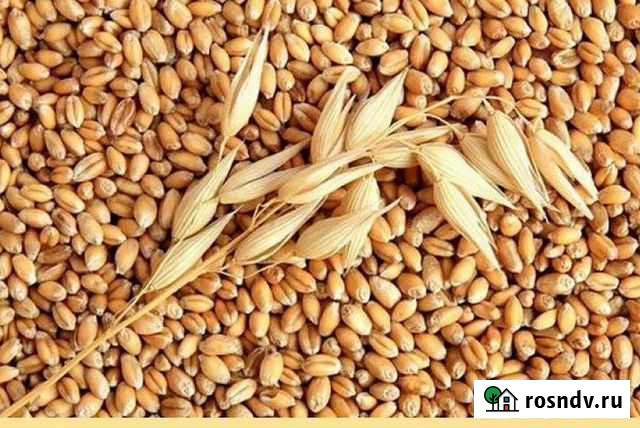 Пшеница, комбикорм, зерно Лебедянь - изображение 1
